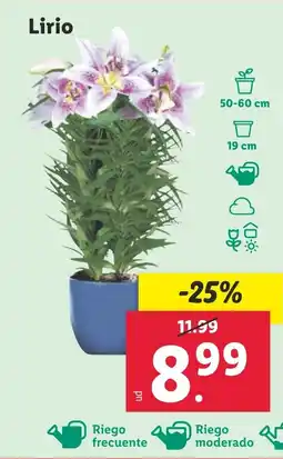 Lidl Lirio oferta