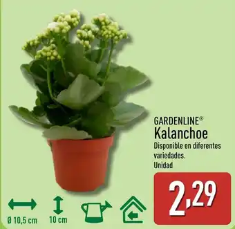 ALDI GARDENLINE Kalanchoe oferta