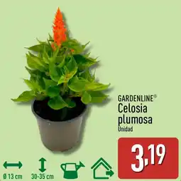 ALDI GARDENLINE Celosia plumosa oferta