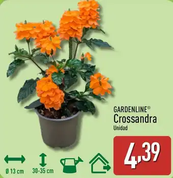 ALDI GARDENLINE Crossandra oferta