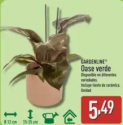 ALDI GARDENLINE Oase verde oferta