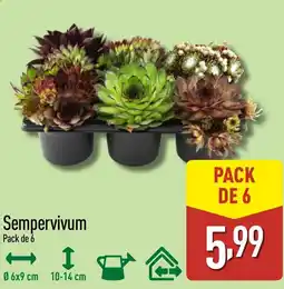 ALDI Sempervivum oferta
