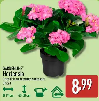 ALDI GARDENLINE Hortensia oferta