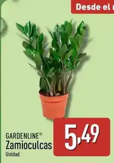 ALDI Gardenline - zamioculcas oferta