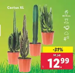 Lidl Cactus xl oferta