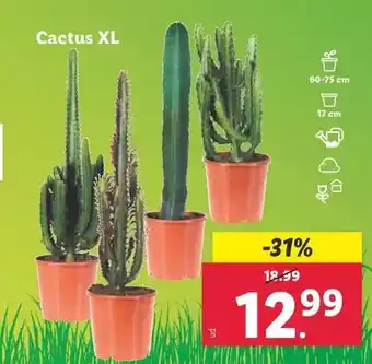 Lidl Cactus xl oferta