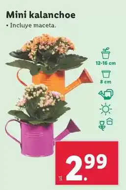 Lidl Mini kalanchoe oferta