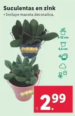 Lidl Suculentas en zink oferta