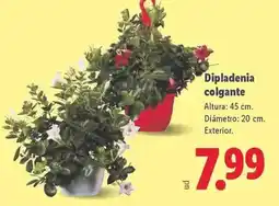Supermercados Lupa Rexona - desodorante advanced protection cotton dry o tropical oferta