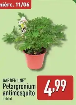 ALDI Gardenline - pelargronium antimosquito oferta