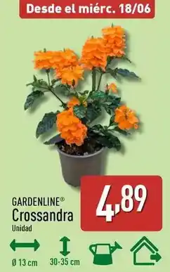 ALDI Gardenline - crossandra oferta