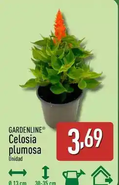 ALDI Gardenline - celosia plumosa oferta