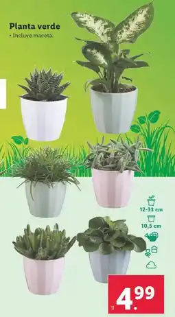 Lidl Planta verde oferta