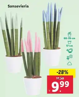 Lidl Sansevieria oferta