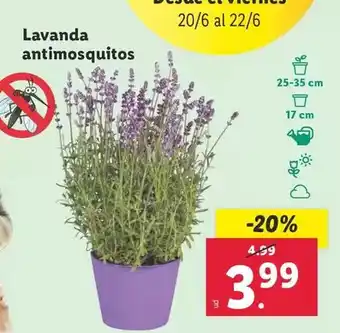 Lidl Lavanda antimosquitos oferta