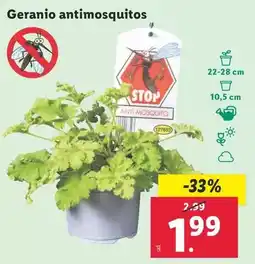 Lidl Geranio antimosquitos oferta