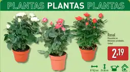 ALDI Rosal oferta