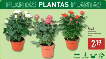 ALDI Rosal oferta