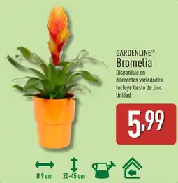 ALDI Gardenline bromelia oferta