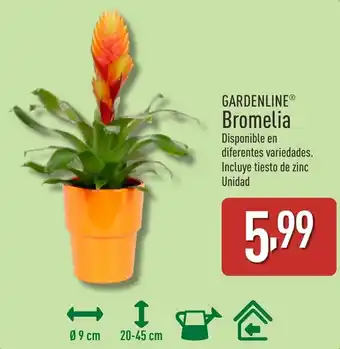 ALDI Gardenline bromelia oferta