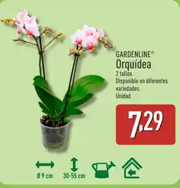 ALDI Gardenline Orquídea oferta