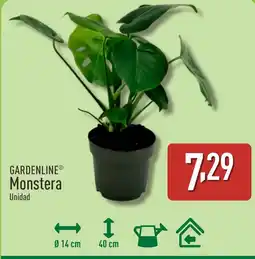ALDI Gardenline monstera oferta