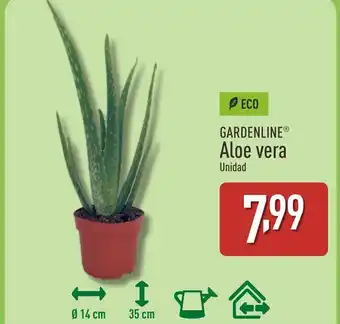 ALDI Gardenline aloe vera oferta
