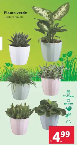 Lidl Planta verde oferta