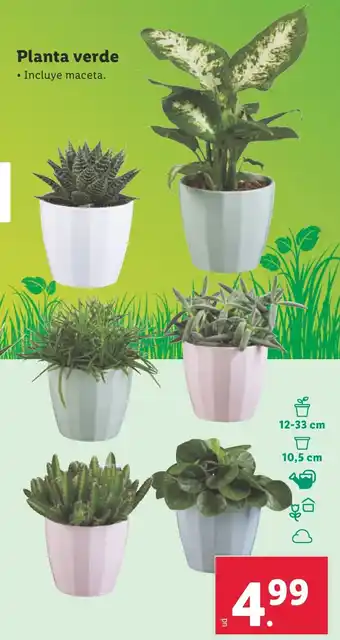 Lidl Planta verde oferta