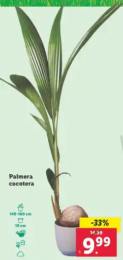 Lidl Palmera cocotera oferta