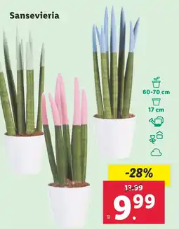 Lidl Sansevieria oferta