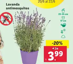 Lidl Lavanda antimosquitos oferta