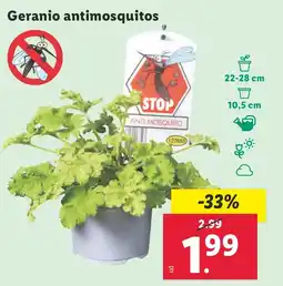 Lidl Geranio antimosquitos oferta