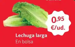GM Cash & Carry Lechuga larga oferta