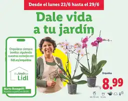 Lidl Orquidea oferta