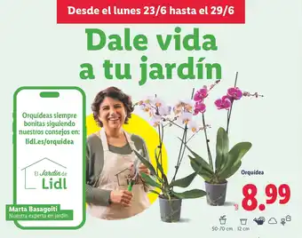 Lidl Orquidea oferta