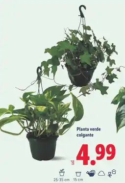 Lidl Planta verde colgante oferta