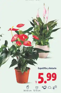 Lidl Espatifilo y Anturio oferta