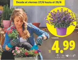 Lidl Campanula oferta