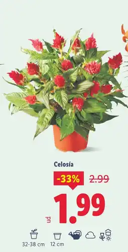 Lidl Celosía oferta