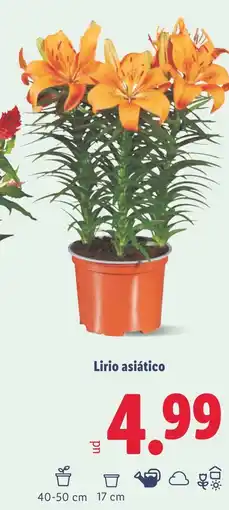 Lidl Lirio asiático oferta