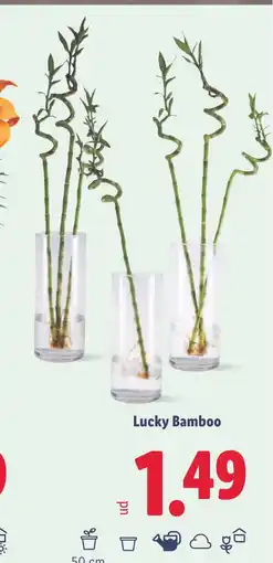 Lidl Lucky Bamboo oferta