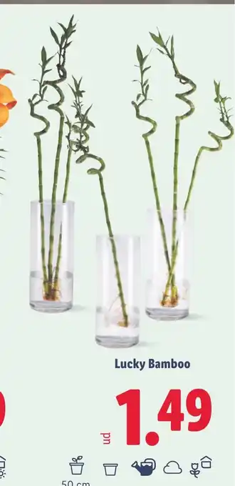 Lidl Lucky Bamboo oferta