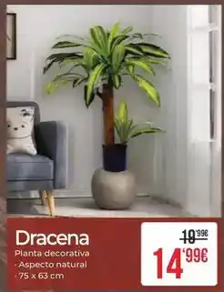 Embargos a lo bestia Dracena oferta