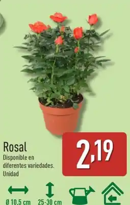 ALDI Rosal oferta