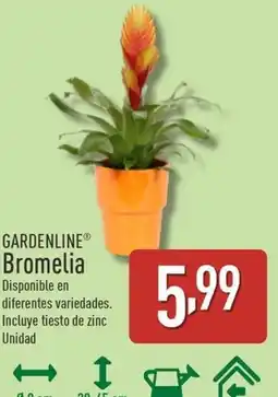 ALDI Gardenline bromelia oferta