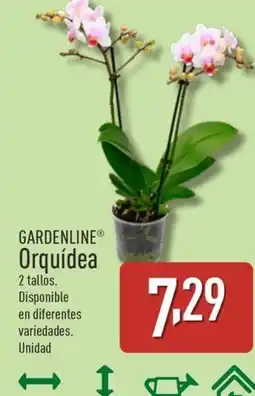 ALDI Gardenline Orquídea oferta
