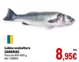 Makro Lubina acuicultura oferta