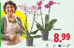 Lidl Orquídea oferta
