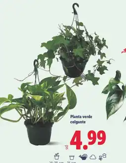 Lidl Planta verde colgante oferta
